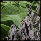 Day 122: Sage: old growth and new growth
